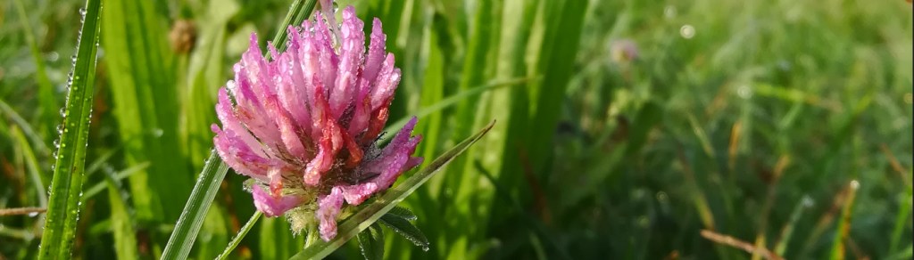 hypnothérapeute-a-bourges